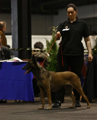 du dragon rouge de jupiter - Luna Championne de Belgique 