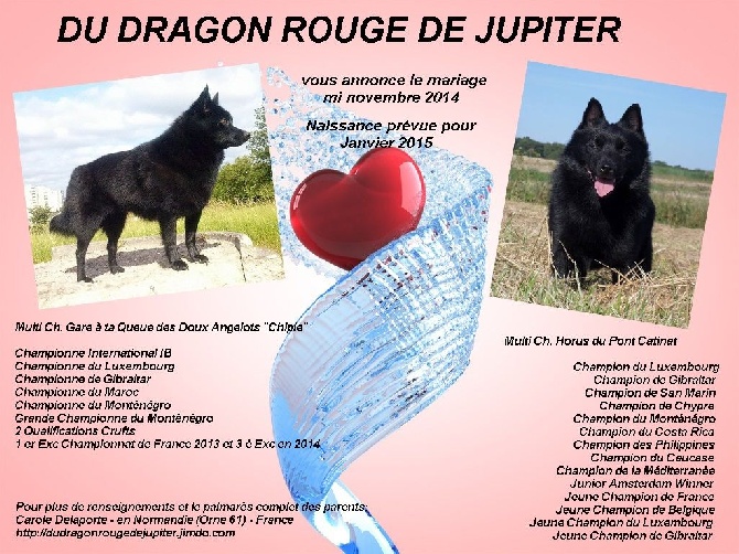 du dragon rouge de jupiter - Chipie sera saillie vers le 10 novembre 2014