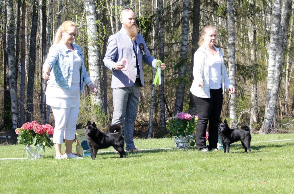 du dragon rouge de jupiter - SCHIPPERKE SPECIALITY SHOW EN FINLANDE