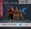  - World Dog Show 2017 à Leipzig