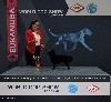  - World Dog Show 2017 à Leipzig