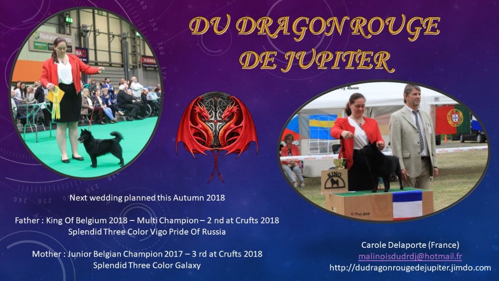 du dragon rouge de jupiter - Saillie effectuée le 25.08.2018