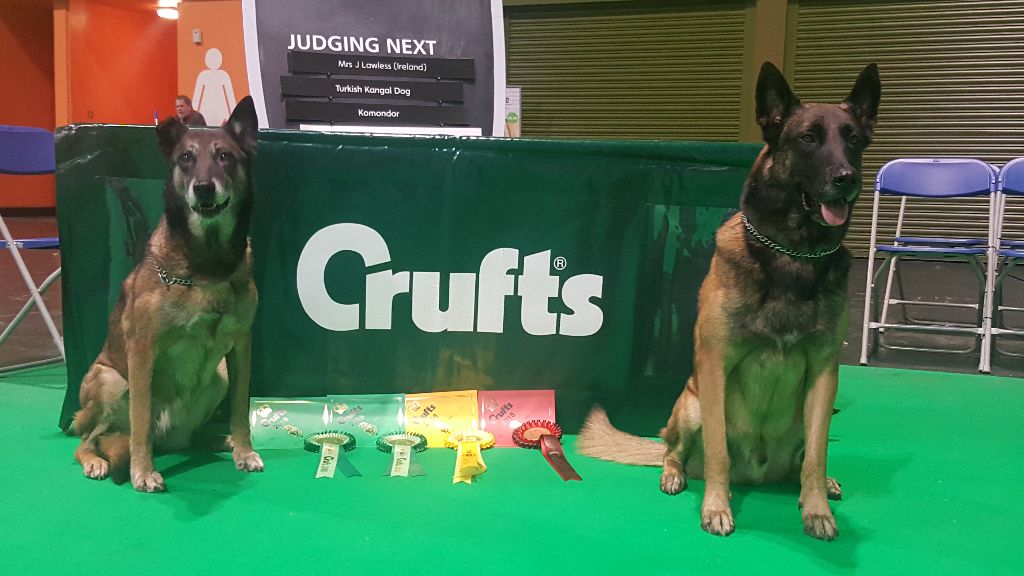 du dragon rouge de jupiter - Crufts 2018