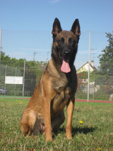 CH. Bea dite luna de la plaines des cheyennes