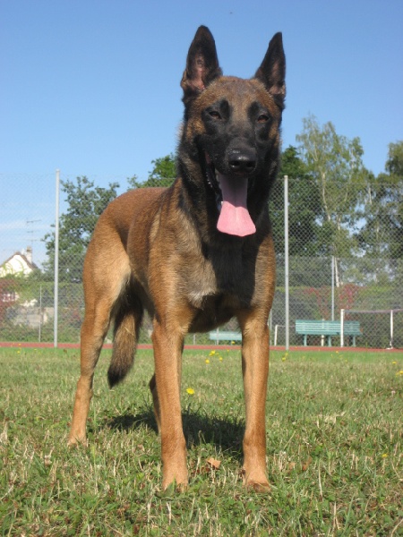 CH. Bea dite luna de la plaines des cheyennes