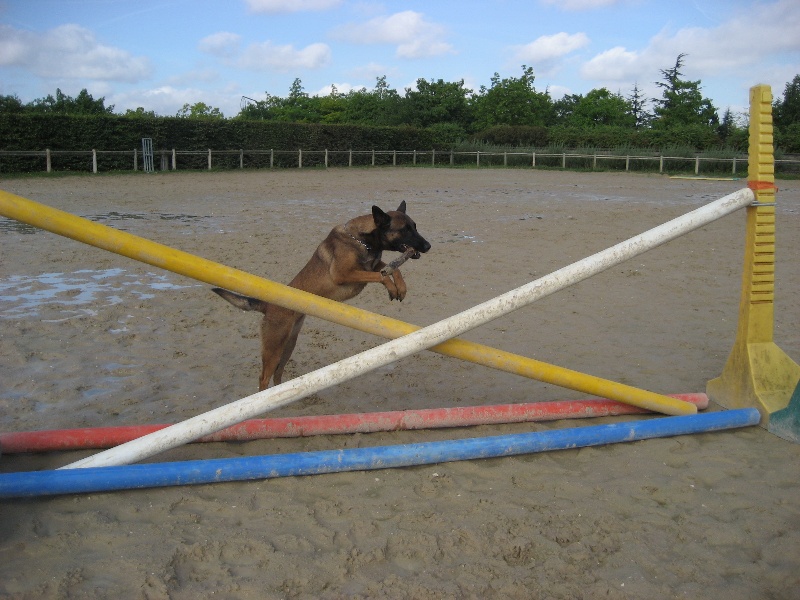 CH. Bea dite luna de la plaines des cheyennes