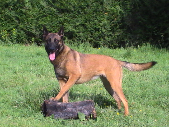 CH. Bea dite luna de la plaines des cheyennes