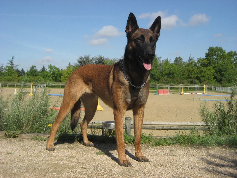 CH. Bea dite luna de la plaines des cheyennes