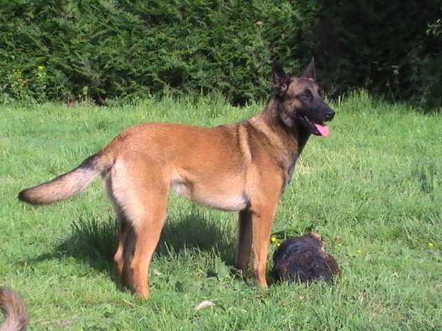 CH. Bea dite luna de la plaines des cheyennes