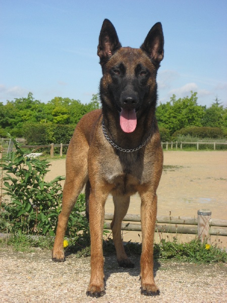 CH. Bea dite luna de la plaines des cheyennes