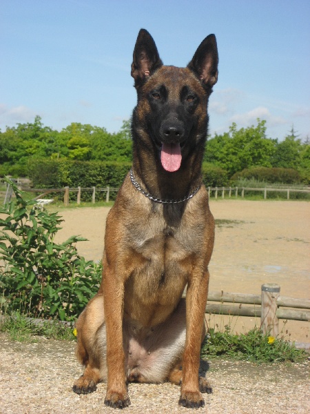 CH. Bea dite luna de la plaines des cheyennes