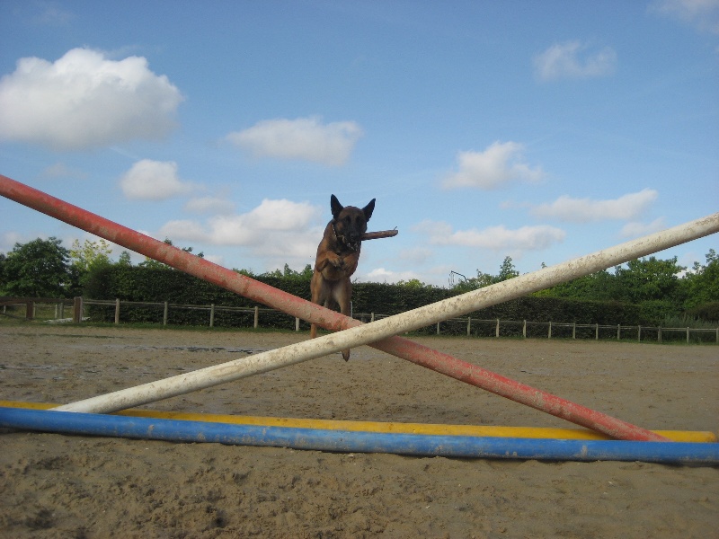 CH. Bea dite luna de la plaines des cheyennes