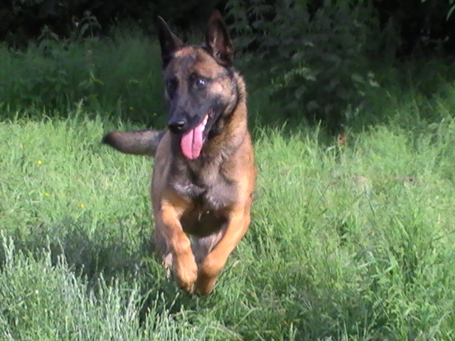 CH. Bea dite luna de la plaines des cheyennes