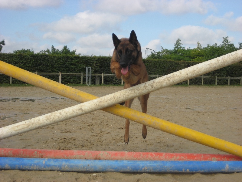 CH. Bea dite luna de la plaines des cheyennes