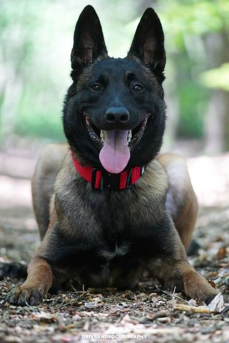 Volt du dragon rouge de jupiter