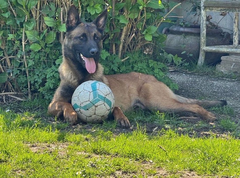 Victor du dragon rouge de jupiter