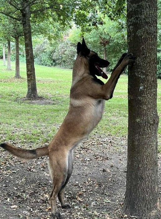 Valkyrie du dragon rouge de jupiter