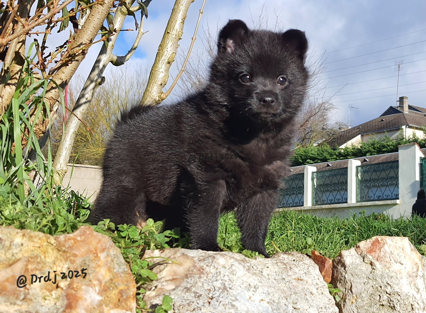 A Little Star Rhéa Ripley du dragon rouge de jupiter