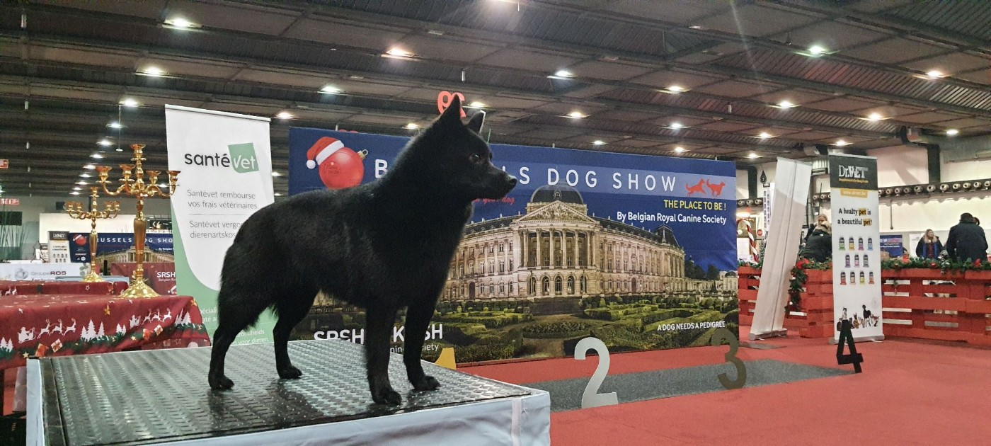 Un Nouveau Titre de Champion encore pour finir l'année