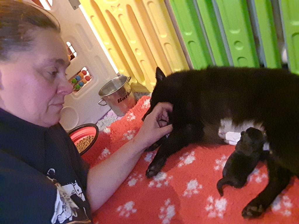 du dragon rouge de jupiter - Schipperke - Portée née le 13/10/2025